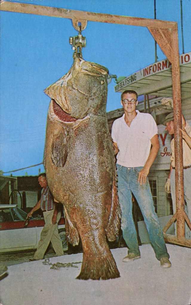 Jewfish, Robert Hurst, Freeport Jaycees Annual Fishing Fie… Flickr