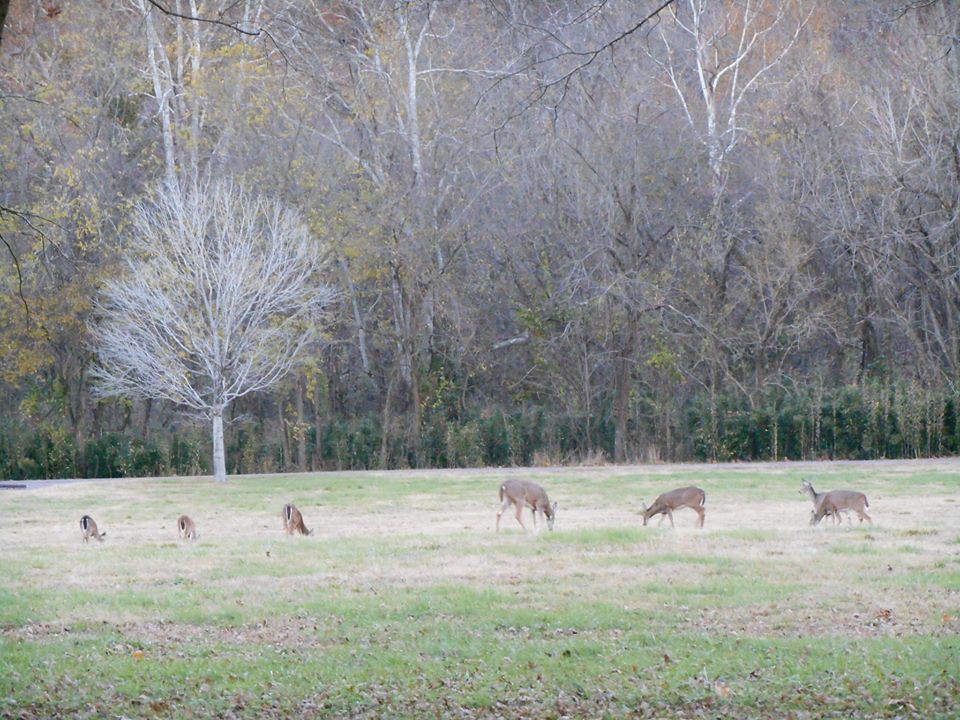 Family of Deer Van Buren, MO Shellie Gonzalez Flickr