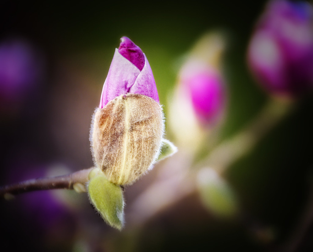 Spring Bud ? This Japanese Magnolia tree is bursting with … Flickr