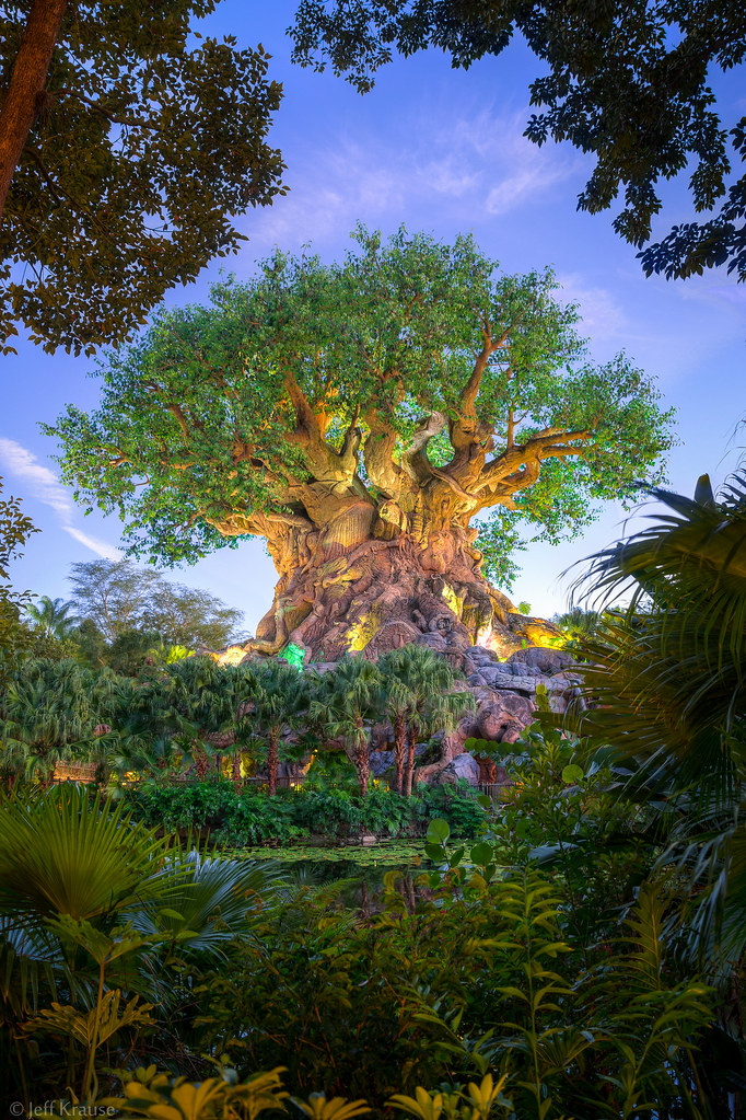 Animal Kingdom Tree Portrait Jeff Krause Flickr
