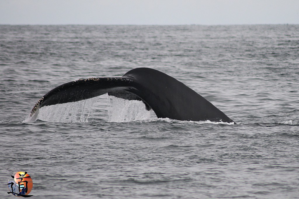 USA Baleine Baleine dans la baie de Monterey creationtao Flickr