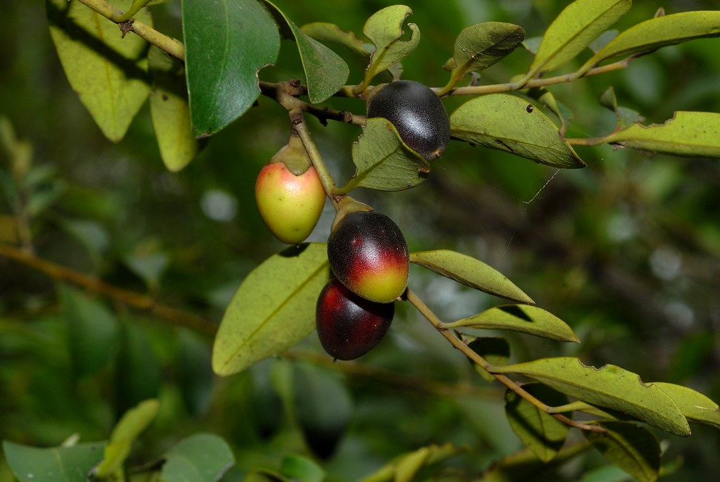 Diospyros australis Black Plum dustaway Flickr