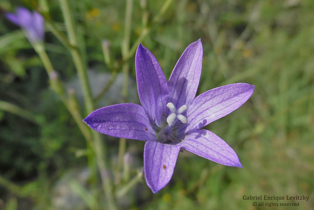 Rampion Bellflower Rampion Bellflower, Campanula rapunculu… Flickr