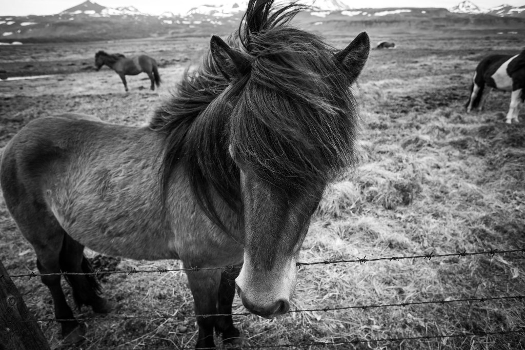 Icelandic Horses Snæfellsnes Peninsula Photos taken whil… Flickr