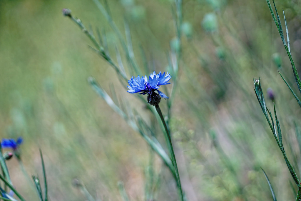 cornflower Kina Action Flickr