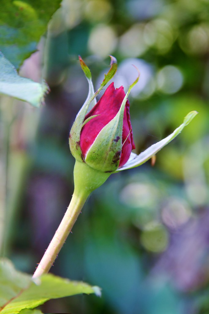 Profusion Little rose bud in my Mums garden, presented in … Flickr