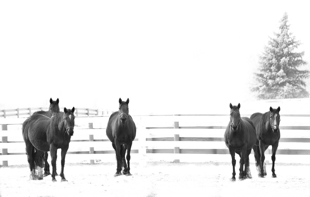 Hill N Dale Farm abso847 Flickr