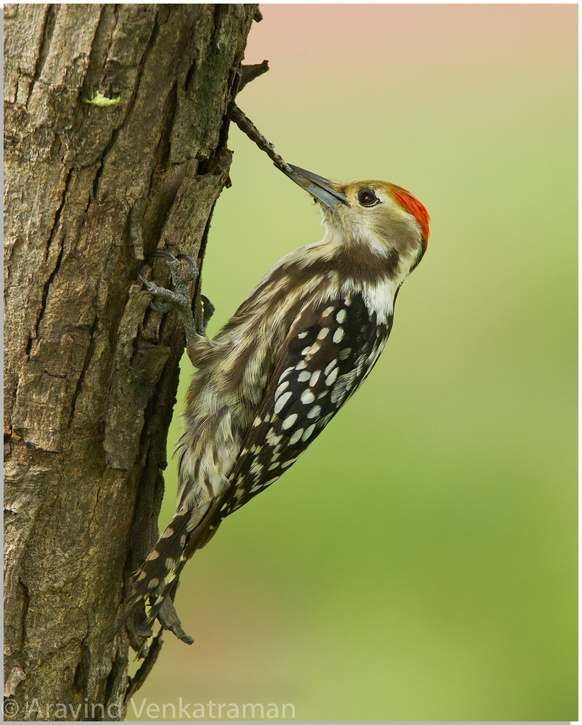 Yellow Crowned Woodpecker Yellow Crowned Woodpecker (Leiop… Flickr