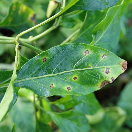 Bacterial leaf spot of pepper (Capsicum sp.) Pathogen Xan… Flickr