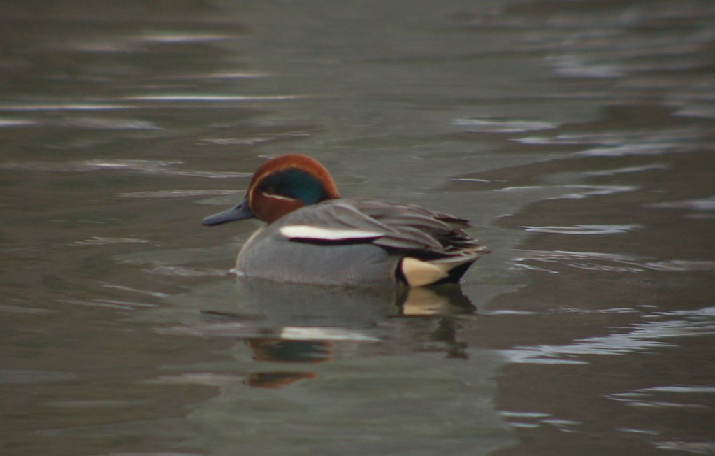 Eurasian Greenwinged Teal, Wading River Duck Pond Flickr