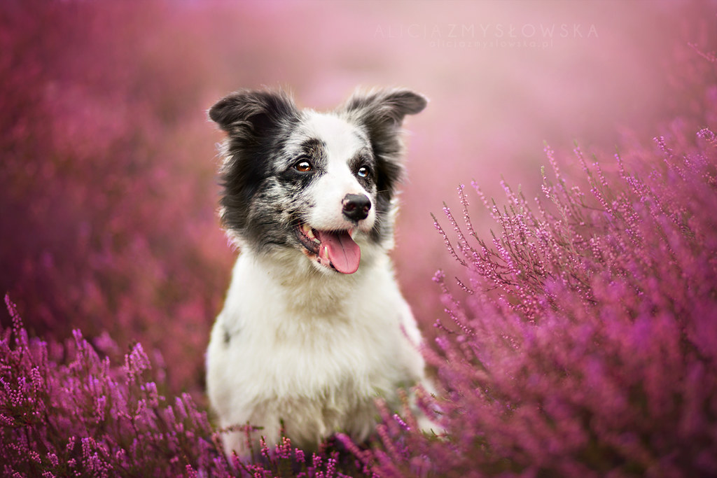 Alicja Zmyslowska Dog Photography Alicja Zmysłowska Flickr