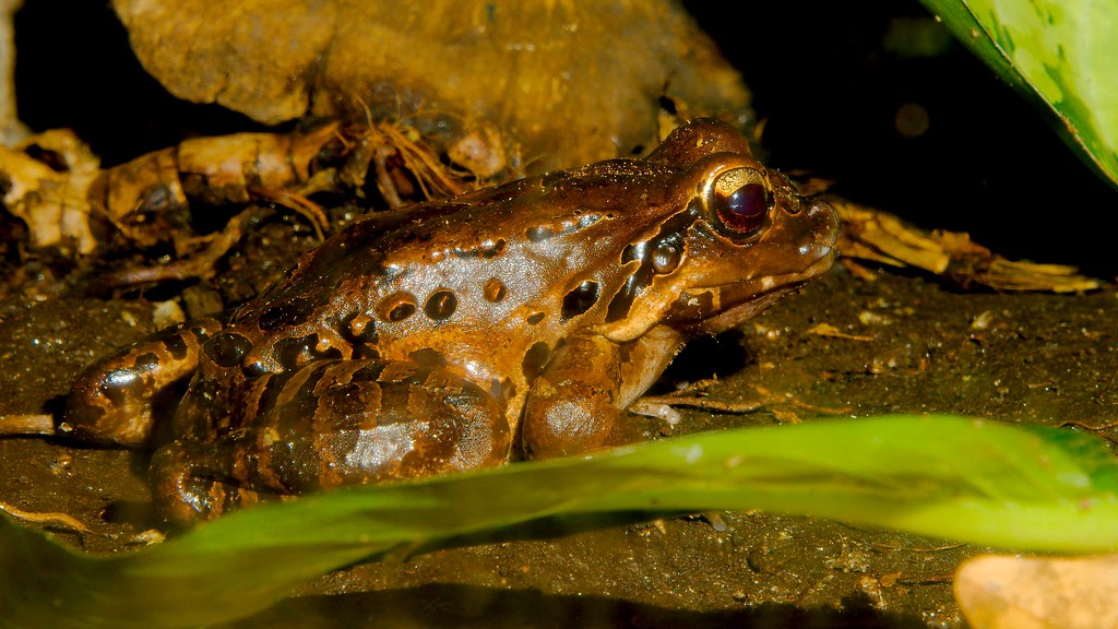 Mountain Chicken Frog (Leptodactylus fallax) Josh More Flickr