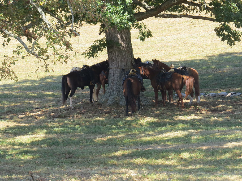conversation with the horses Chickamauga Battlefield Flickr