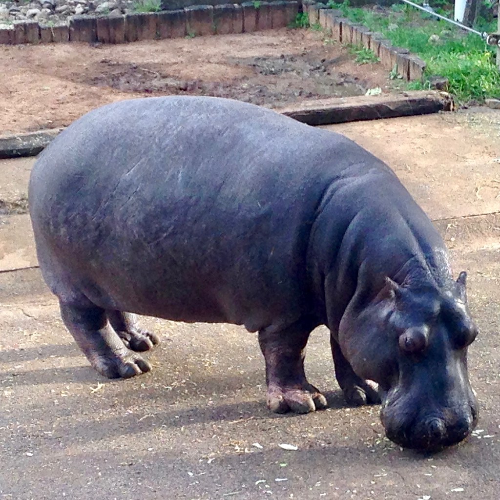 Hippo Saunderses Flickr