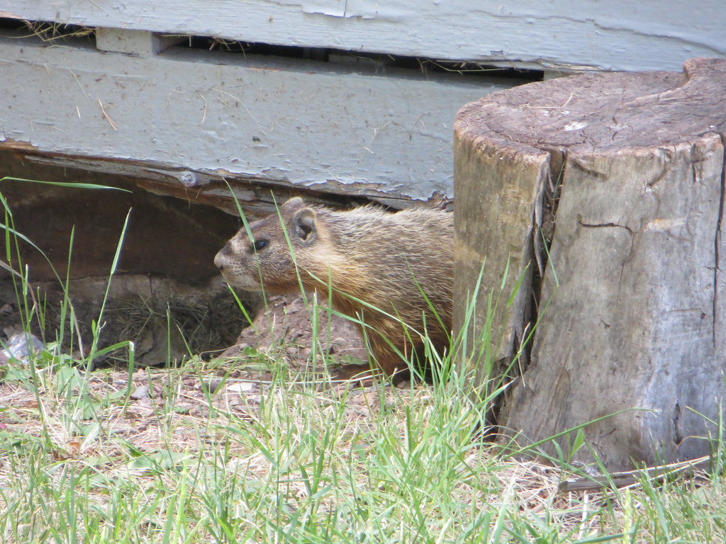 Woodchuck peeking out from behind stump Woodchuck peeking … Flickr