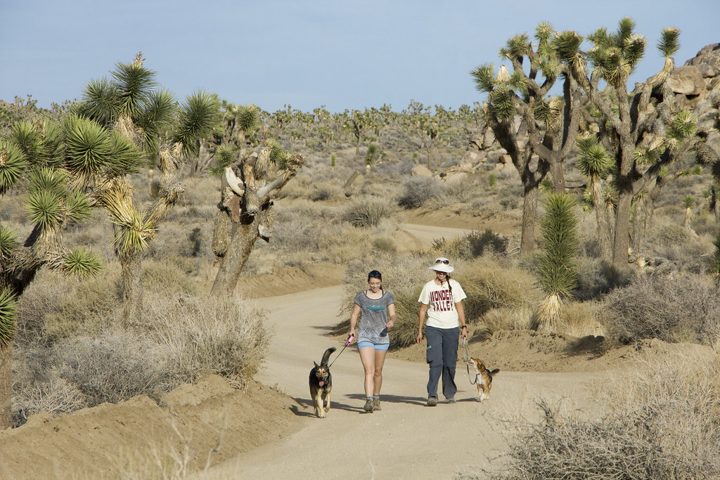 Responsible Pet Owners visiting Joshua Tree National Park Flickr
