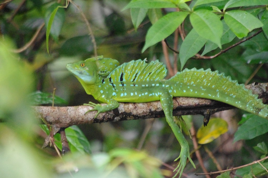 Green Basilisk Lizard, Day Tour, Tortuguero National Park,… Flickr