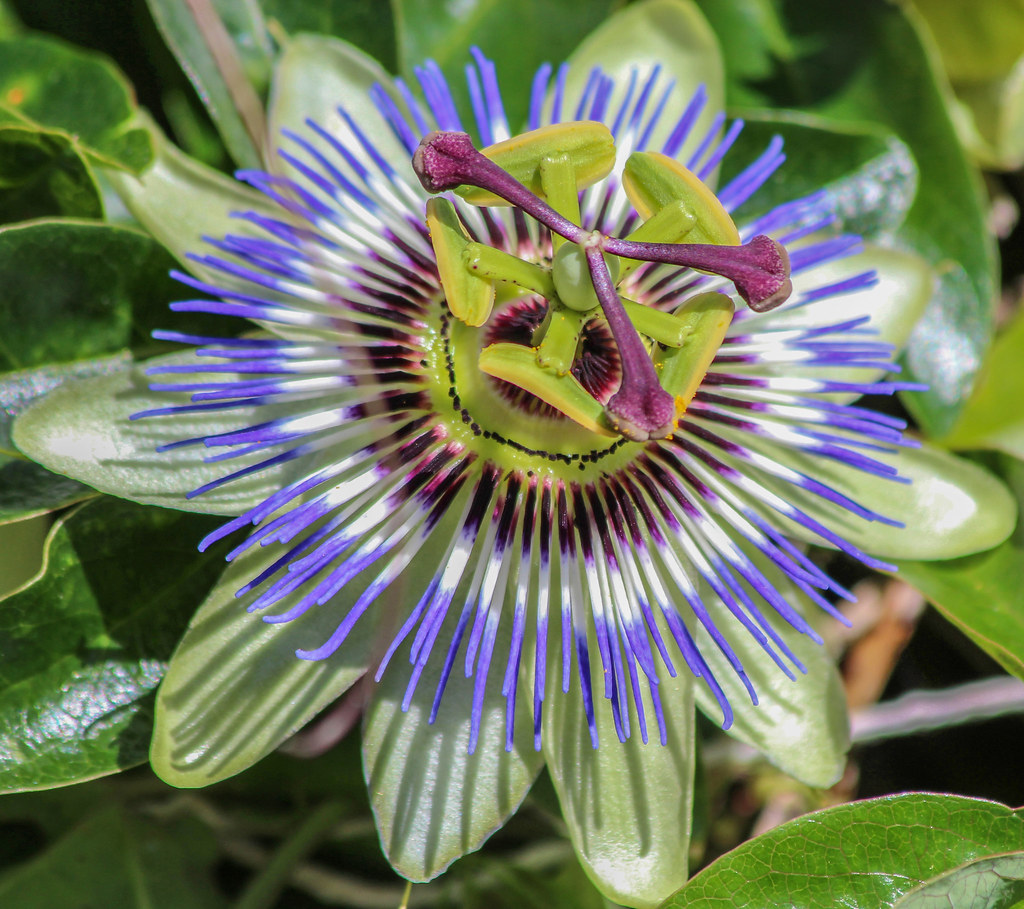 Passion flower Sacred Symbolism of Passion Flower Even the… Flickr