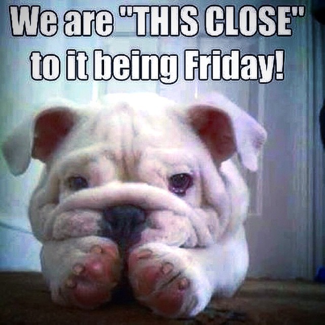 Happy Thursday Dog Pictures PetsWall