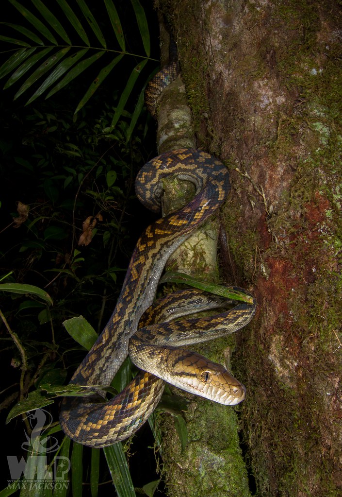 Scrub Python (Morelia kinghorni) Mossman, Qld Max Jackson Flickr