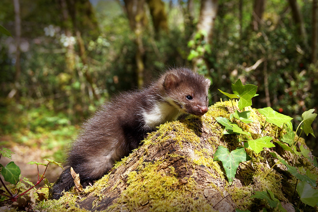 Bébé fouine Maud Berroneau Flickr