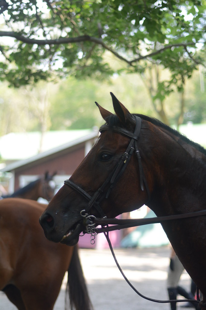 DSC_0035 Dapper Dan Farm Horse Show Rhode Island 0717201… Appy