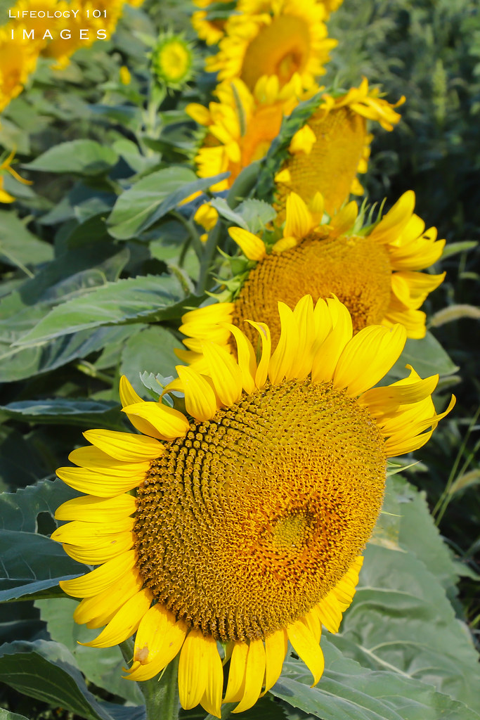 Sunflower Fields Sunflower Fields Caledon Davis Family F