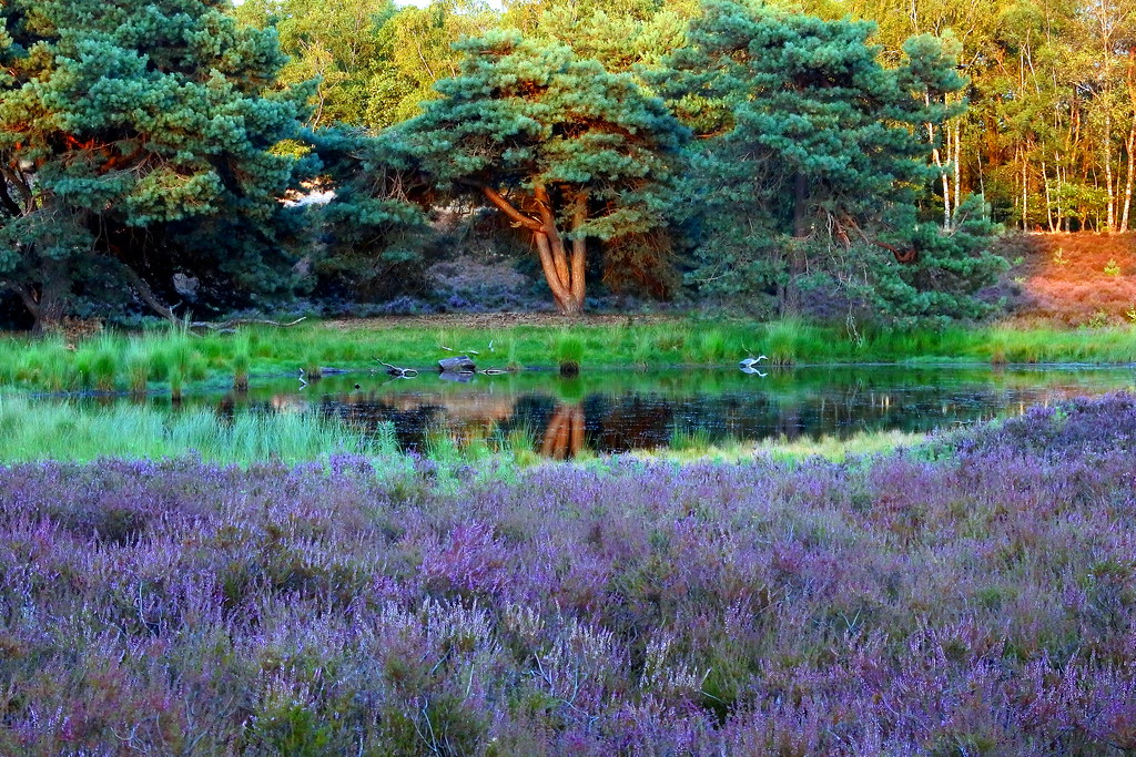 In the Heath of the Summer Taken at a heath field in a mar… Flickr