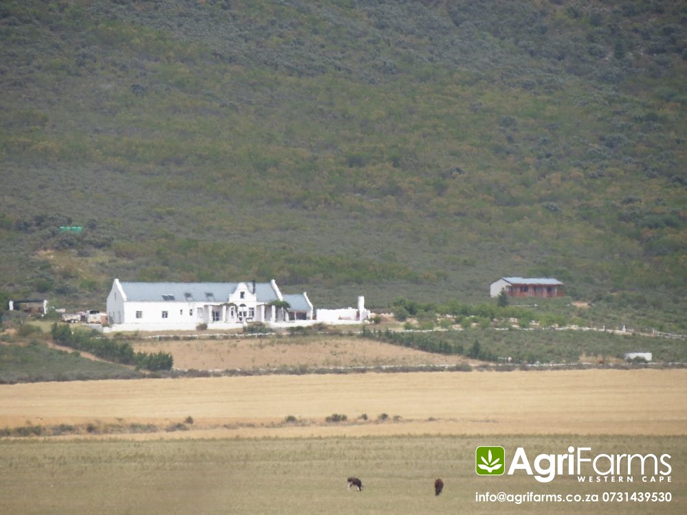 Lifestyle Olive grove Farm for sale Tulbagh Olive grove fa… Flickr