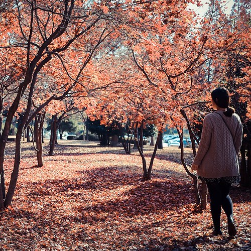 . 가을의 끝에서_ The end of autumn_ . 가을 autumn 끝 end 빨간색 … Flickr