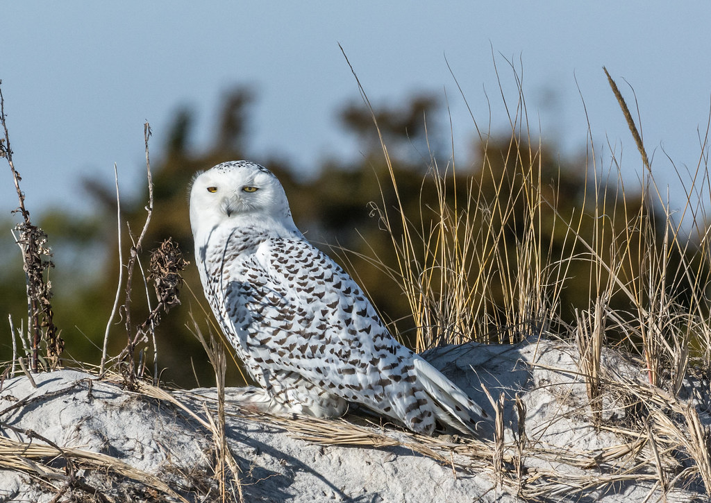 Snowy Owl Snowy Owl in NJ, US. Harry Collins Flickr