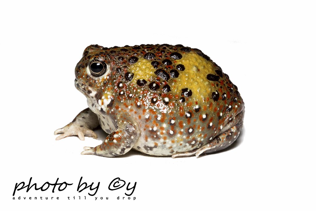 The Crucifix Toad or Holy Cross Frog (Notaden Flickr