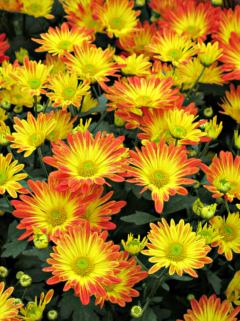 Chrysanthemum Festival, Longwood Gardens IMG_0242 Longwood… Flickr