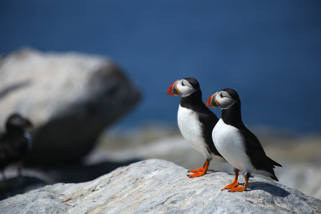 IMG_0390e Puffins at Machias Seal Island, Maine Mary Record Flickr