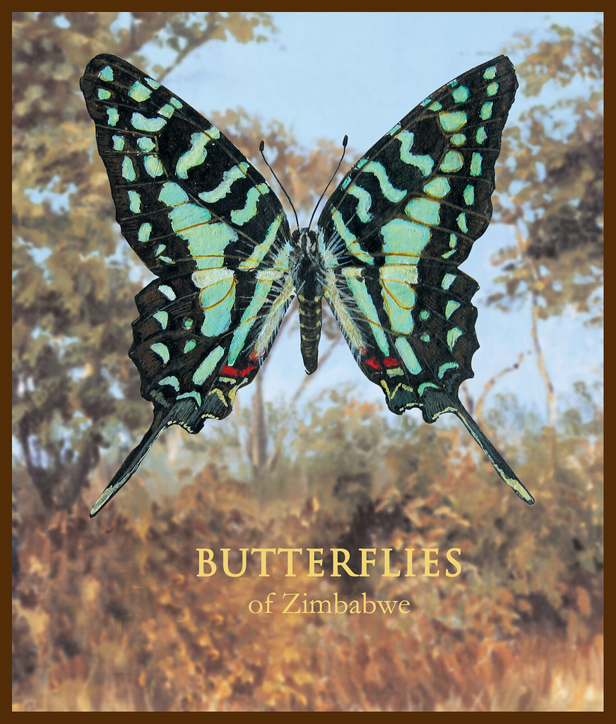 Butterfly 13 Butterflies Of Zimbabwe Dinah Beaton Flickr