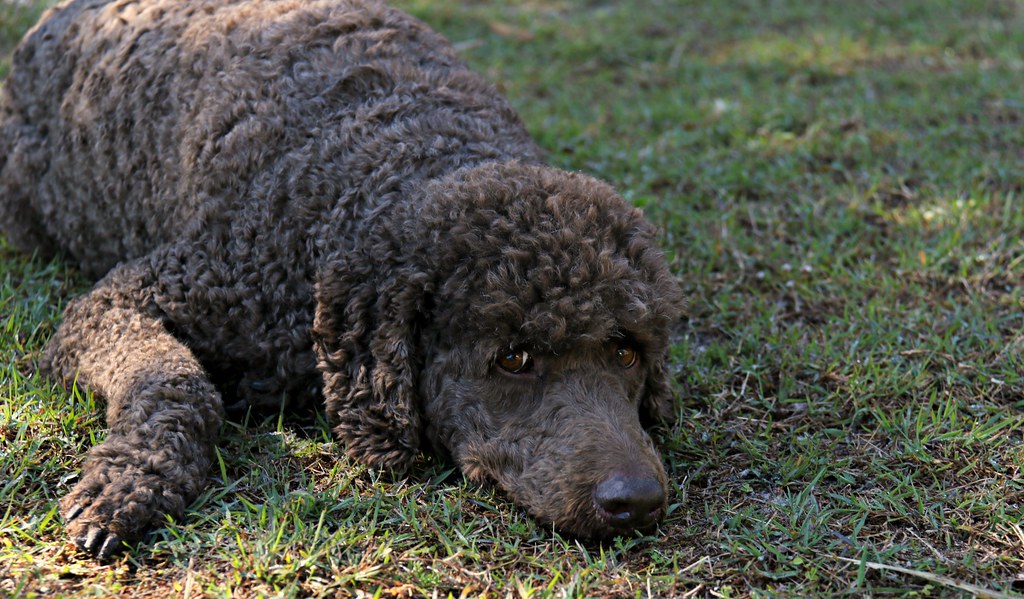 29/52 Bailey Flat dog!! He loves to lie flat in a bit of s… Flickr