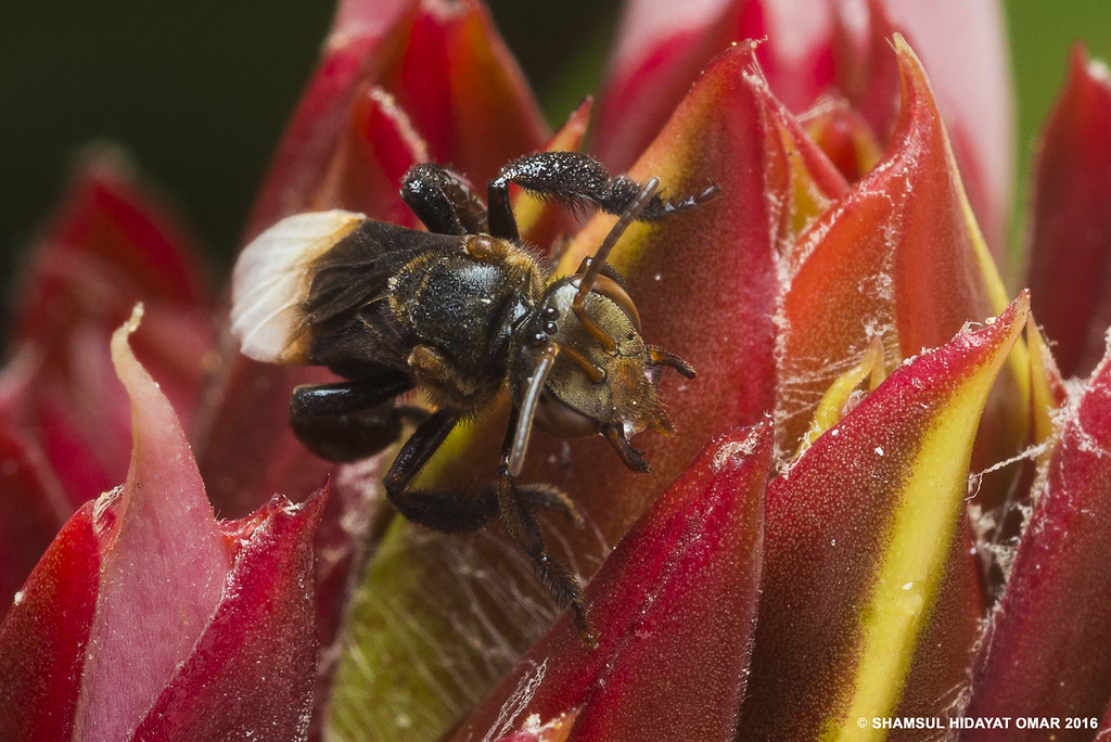Stingless bee Stingless bees, sometimes called stingless h… Flickr