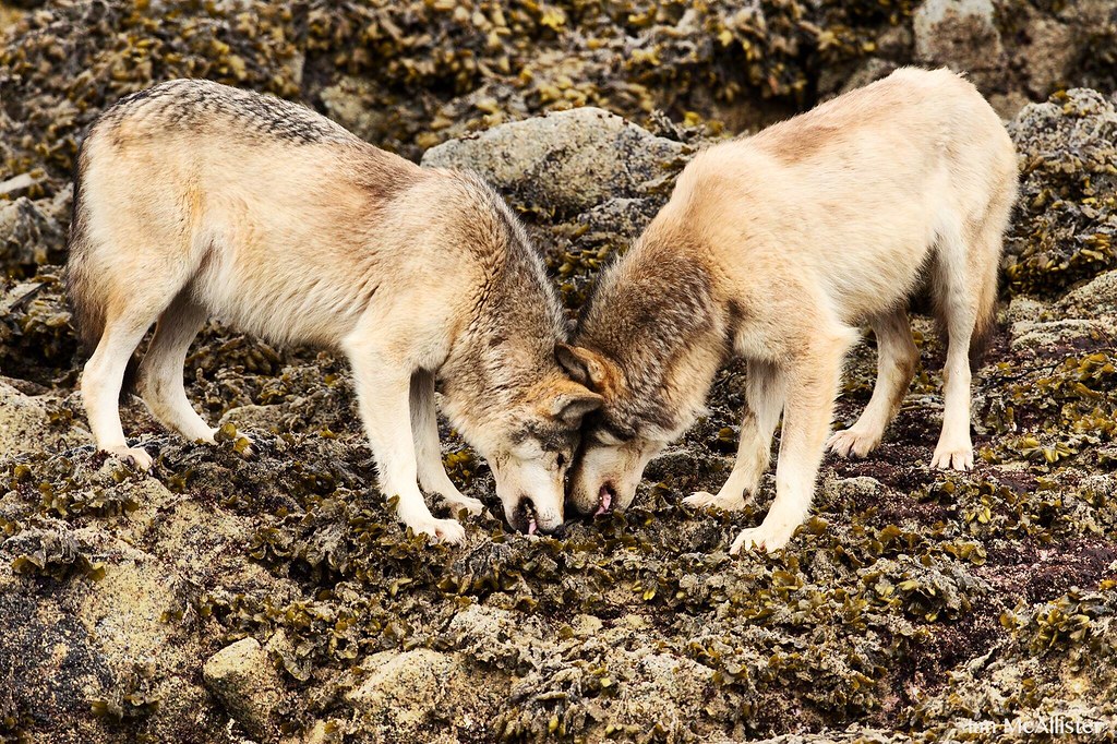 Wolves eating herring eggs Lettie Vemo Flickr