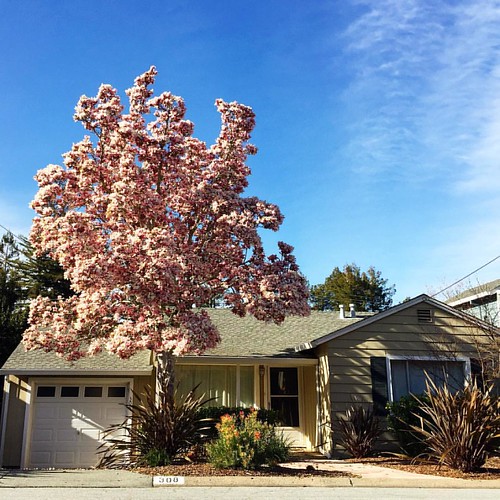 Why do plants flower? crosspollination between two plant… Flickr