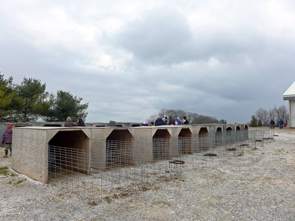 Wooden calf hutches (Loewith Dairy Farm Open House) Flickr