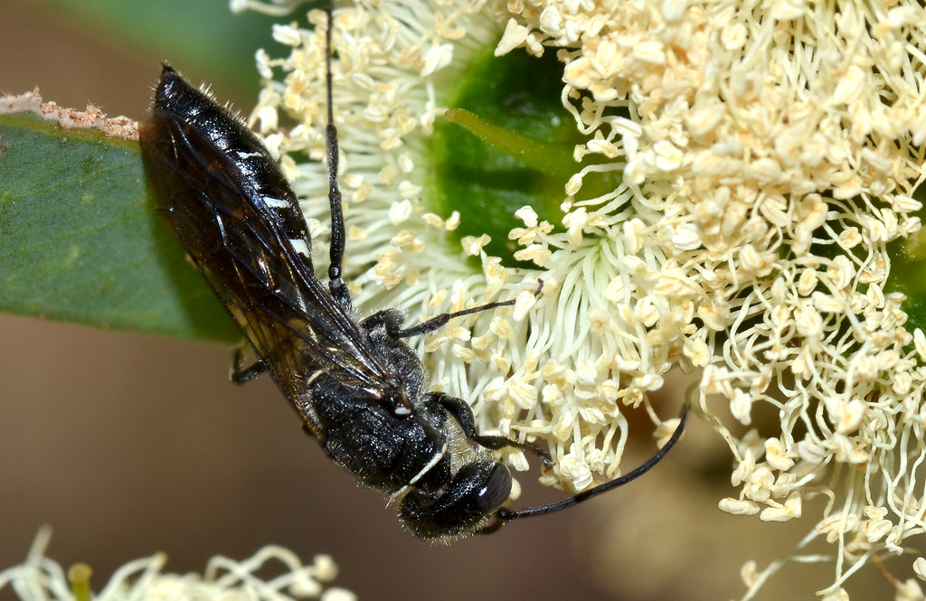 Wasp A lovely black wasp feeding on the Eucalyptus todtian… Flickr