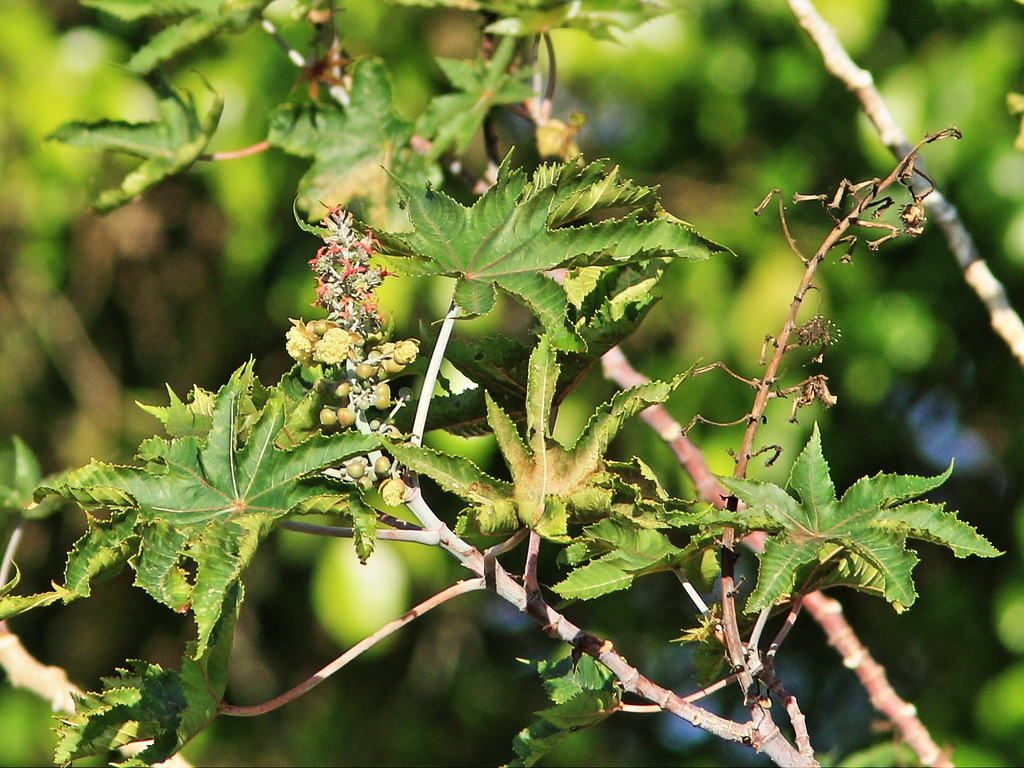 Castor Oil beans 20150302 Morning walk in our local wetlan… Flickr