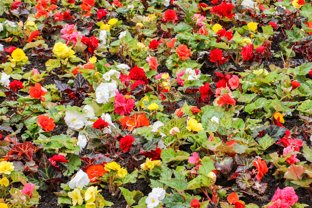 Flowers in Hermitage Park, Helensburgh Colin McCready Flickr