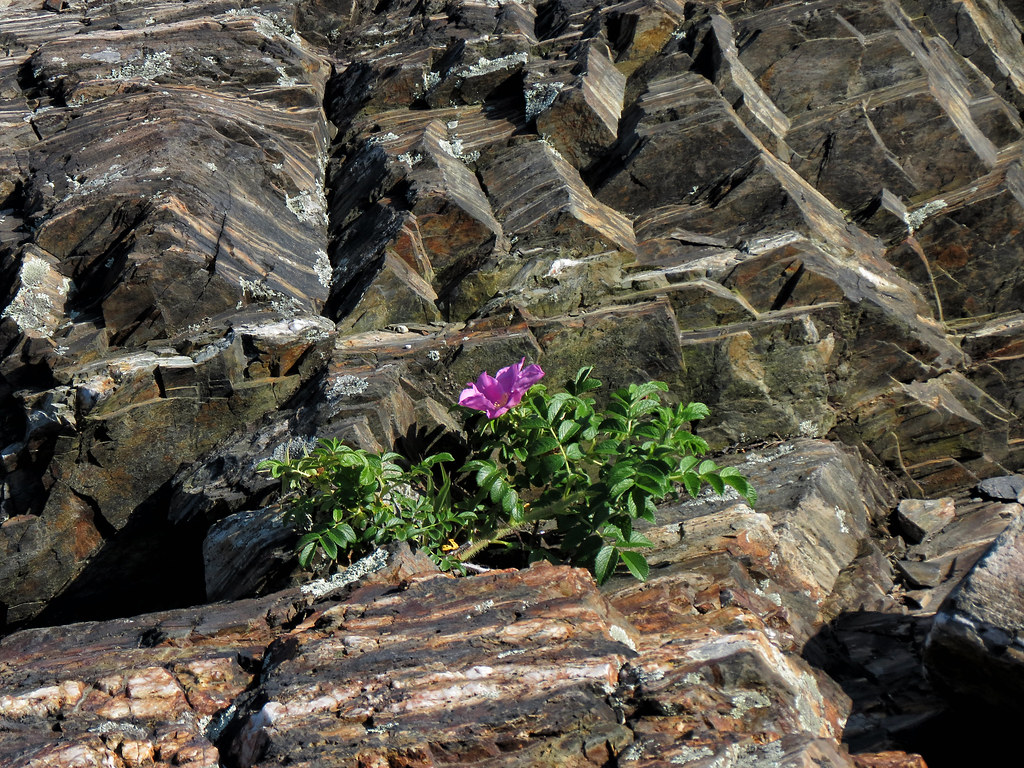 Flower Growing in the Rocks William Flickr