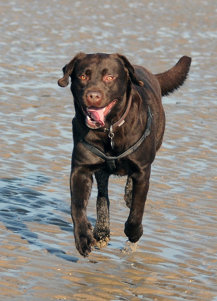 Low tide at St Mary's Bay, Dymchurch, Kent ianphilipb Flickr