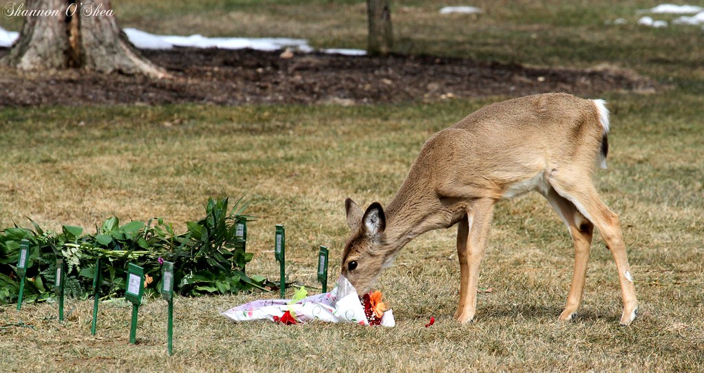 Please don't eat the daisies. Whitetail Deer eating memori… Flickr