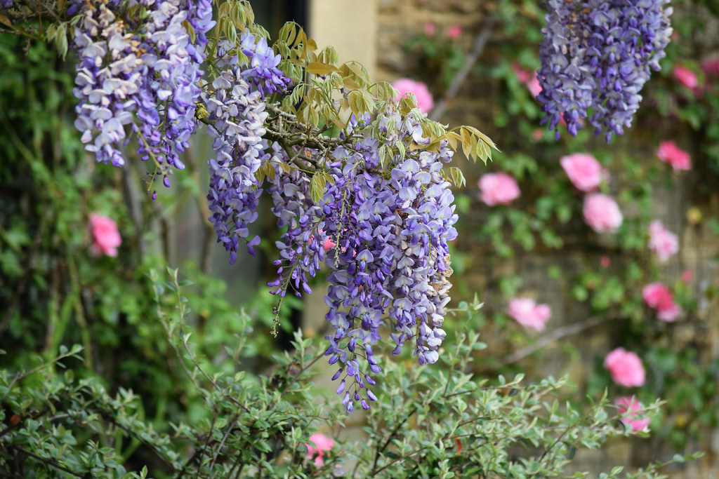 Bakers House Open Garden in Shipley, Sussex Mark Flickr