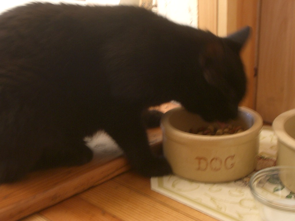 cat or dog? henry is secretly a dog in disguise anders pearson Flickr