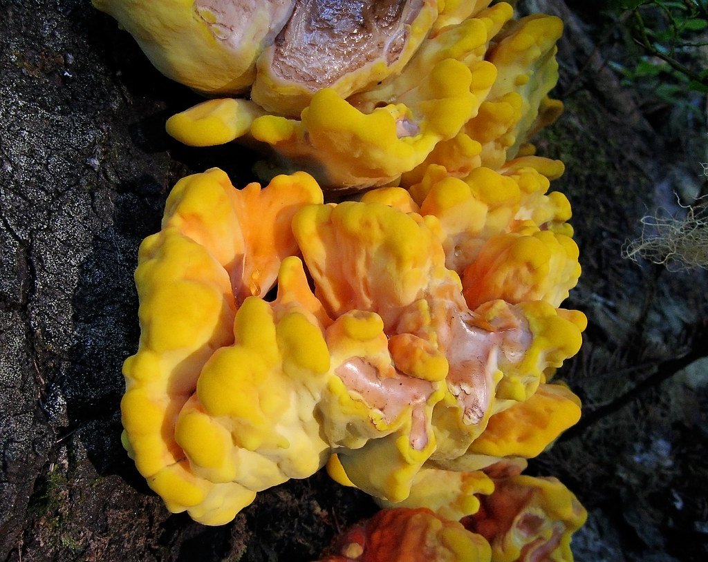 Juicy yellow fungus Lots and big, growing on a dead tree. pfly Flickr