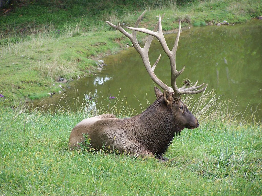 Elk at the West Virginia Wildlife Center Robert Dalrymple Flickr